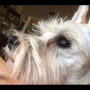 Meet your Posher, Darlene